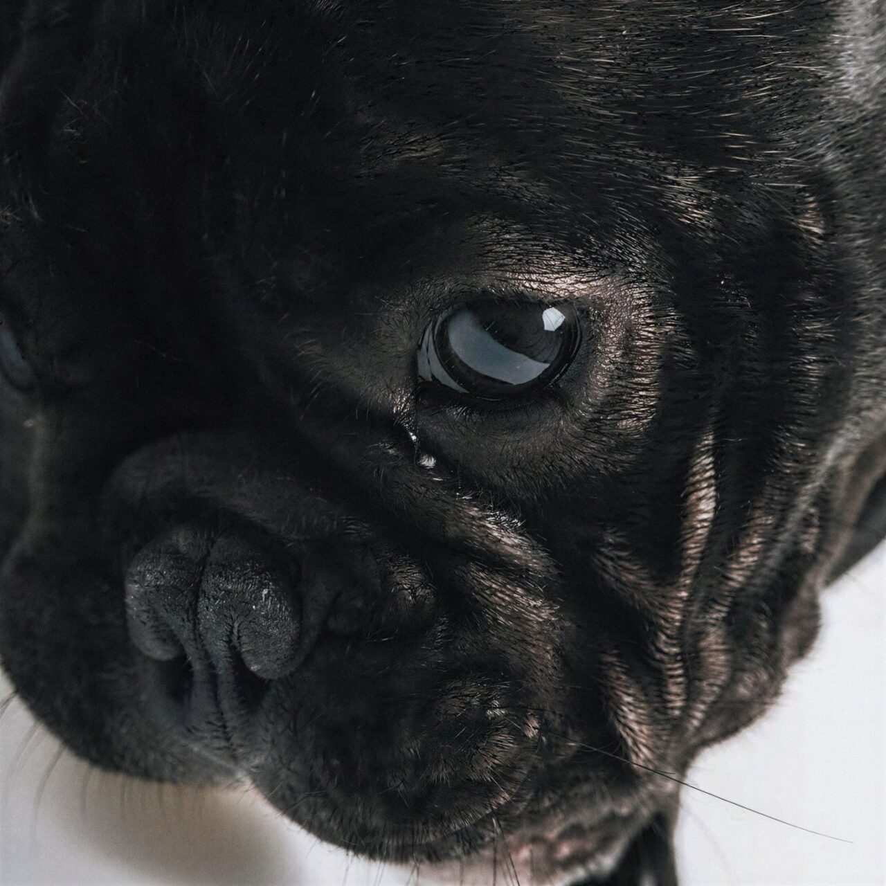 Buldogue francês preto olhando para a câmera